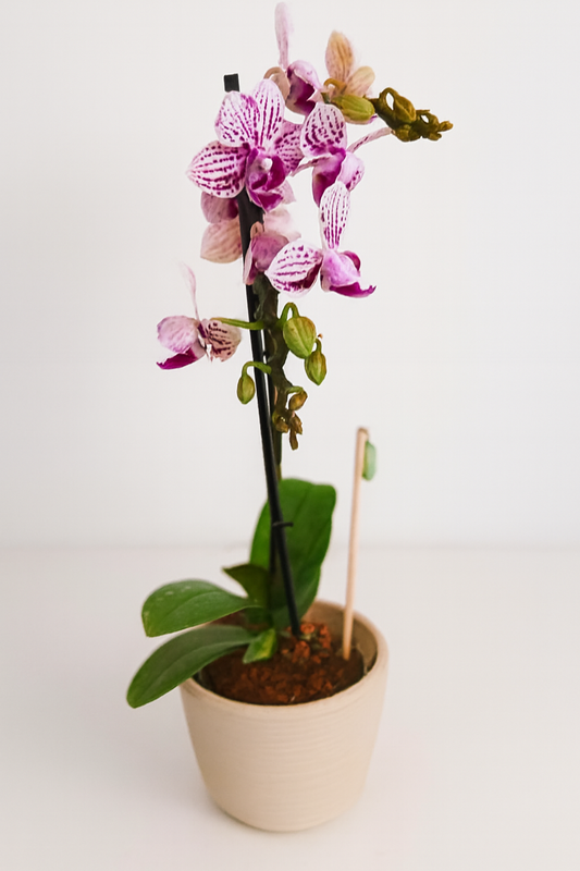 Mini orquídea con crisálida