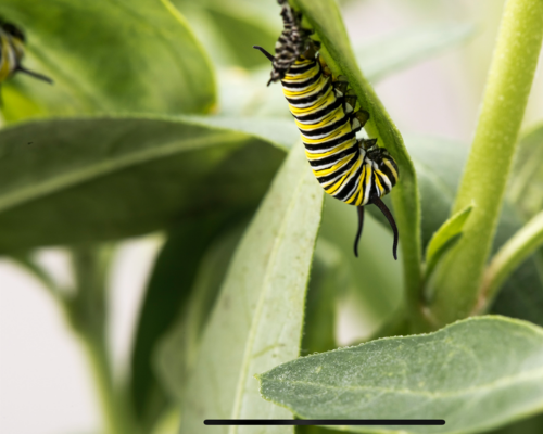 Servicio de Asesoría en Empresas