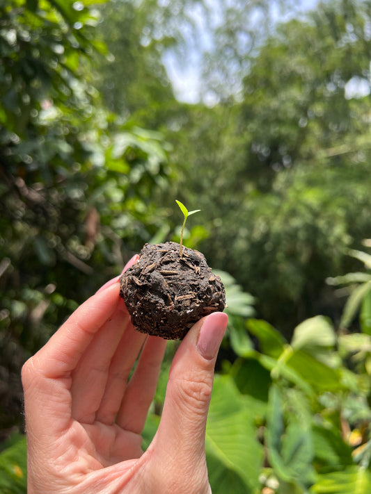 Bomba de Semillas