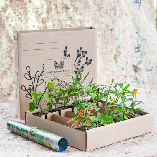 Mini Jardín