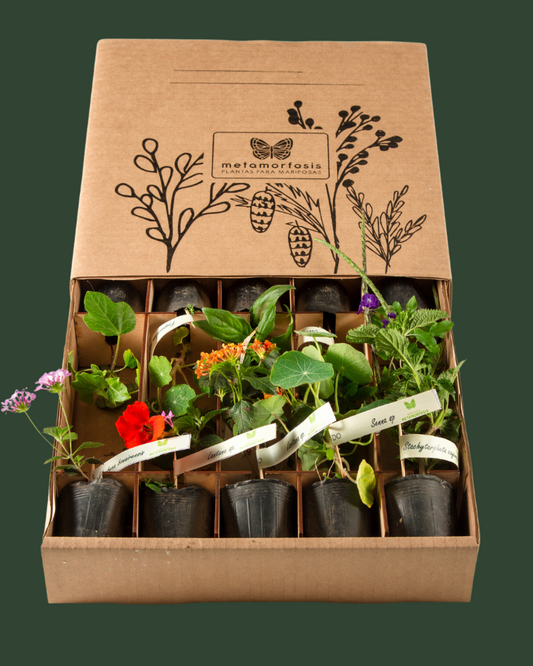 Mini Jardin