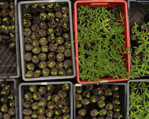 Vivero Mariposas Metamorfosis