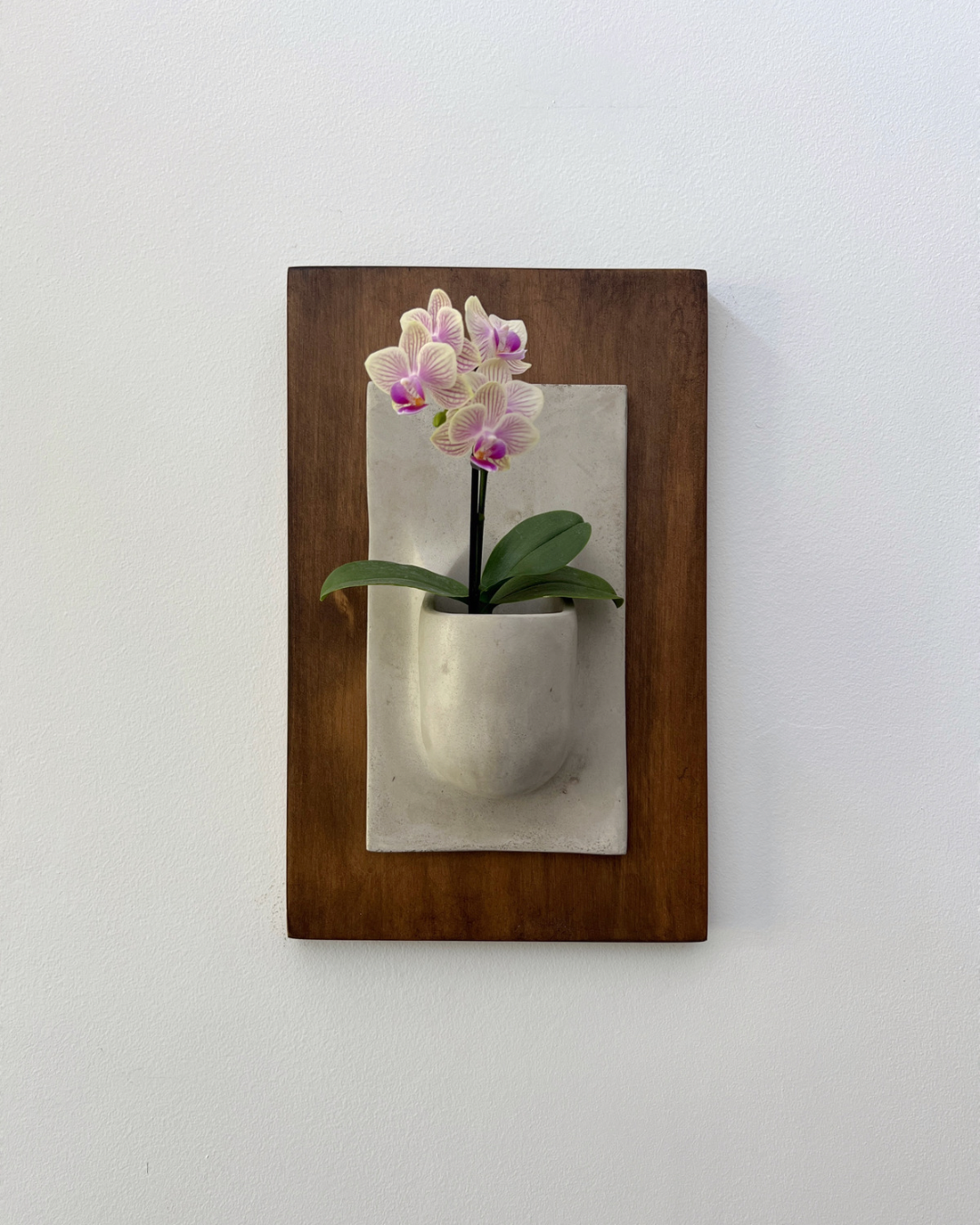 Sersera mini orquídea