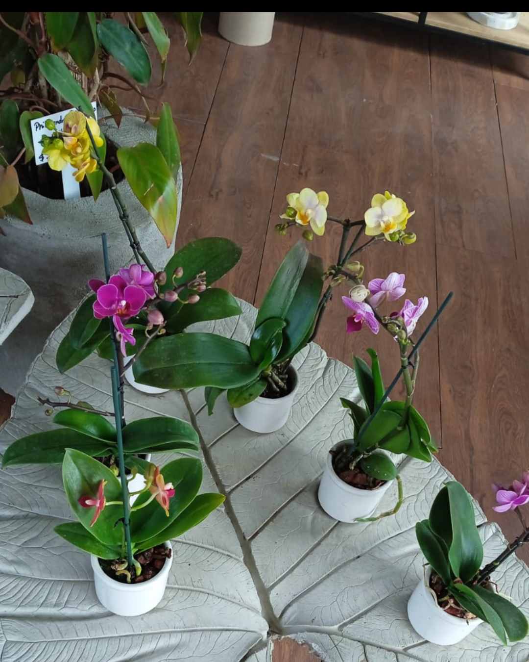 Mini orquídea con crisálida