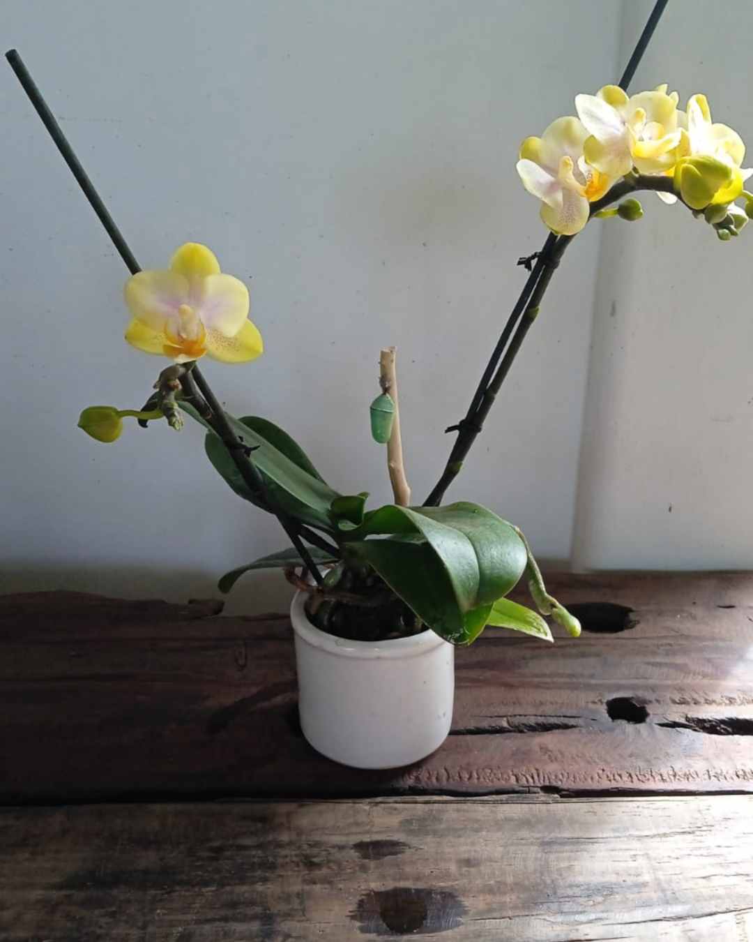 Mini orquídea con crisálida