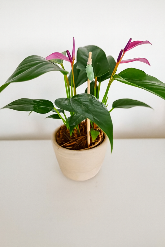 Mini anturio con crisálida