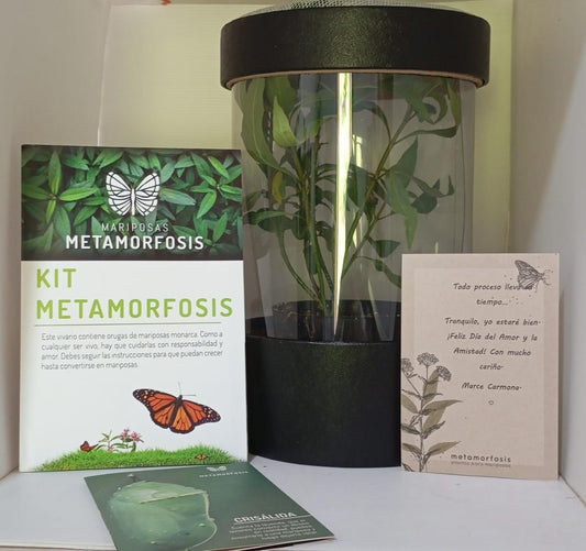 Kit Metamorfosis